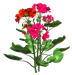 Цветы в PNG